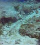 Moray Eel Works for Meal in Cozumel's Waters