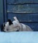 Pug Puppy Can't Quire Make the Climb into Hot Tub