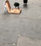 Pizza Loving Crows Chow Down