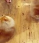 Cute Pomeranians do the daily routine to get treats