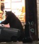 Bear Hides Behind Bin as Police Patrol Drives By