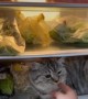 Cat Prefers the Cold Fridge over Sunshine