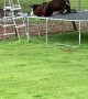 Curious Cow Gets Stuck in Trampoline