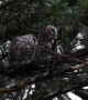 Barred Owls Put on Adorable Show of Affection