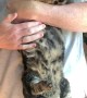 Cat Happily Receives Upside Down Belly Rubs