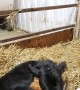 Day Old Calf and Kitten Snuggle