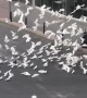 Flock of Pigeons Surround Lone Shopper