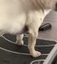 Doggo Standing on Vibration Board