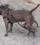 Puppy Holding Uncle's Leash