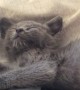 Kitten adorably cries when human stops petting It
