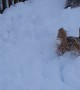 Doggies Chase Balloon Around Snow Filled Backyard