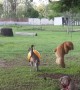 Kangaroo Joey Loves Her Toys