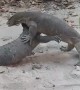Monitor Lizard Battle Over Territory