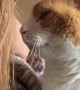 Cute Cat Leans in For Head Kisses