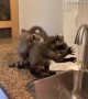 Orphaned Raccoons Wash Their Hands Together