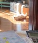 Corgi Basks in the Living Room Sunshine