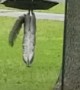 Squirrel does Acrobatic Feats To Get Food