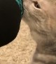 Cat Regrets Sniffing Foot