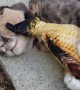 Cat Enjoys a Face Massage from Stuffed Fish Toy