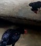 Cranky Chicken Fights Its Own Reflection