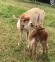 Alpaca love is just too sweet to miss
