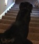 Dog Uses Unpleasant Technique to Get Down Stairs