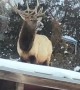 Elk Eating On Roof