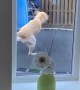 Dog Shows Boy How to Use the Trampoline