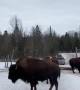 Bison Blocking the Way