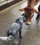 Blue Heeler and Steer Playfully Butt Heads