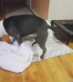 Watch this pup\'s bizarre blanket ritual