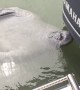 Manatee Enjoys Drinking Fountain From Boat Motor