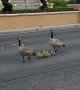Geese Wandering Along the Las Vegas Strip