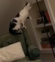 Cat Learns How to Turn on Lamp