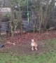 Crazy dog swings from a rope without touching the ground