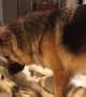 Stubborn husky wants to sleep, but German Shepherd has other plans