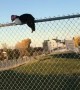 Cat Straddling Fence Freed From Suffocating Snack