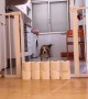 Toilet Paper Stacked to High for Doggo