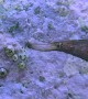 Ghost Pipefish Dances Around Rocks Under The Sea