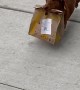 Doggo Struts Down Sidewalk with Precious Cargo