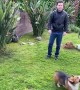 Corgi Plays Catch and Throws the Ball Back