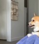 Corgi Loves Getting Involved in Workout Routine
