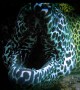 Face to Face with a Big Leopard Moray Eel