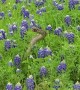 Western Diamondback Rattlesnakes Dance in Flowers