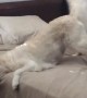 Guilty dog gets caught and her reaction is totally priceless