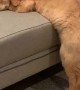 Adorable Pup Can't Quite Make the Jump on the Couch