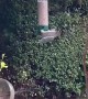 Squirrel Ninjas off Spinning Bird Feeder