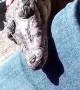 Adolescent Crocodile Falls Asleep on Owners Legs