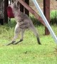Wild Kangaroo Joey Playing with a Swing