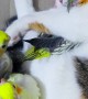 Baby Budgies Sleeping With Kitty Best Friend
